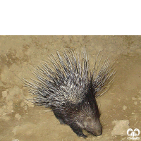 گونه تشی Indian Crested Porcupine